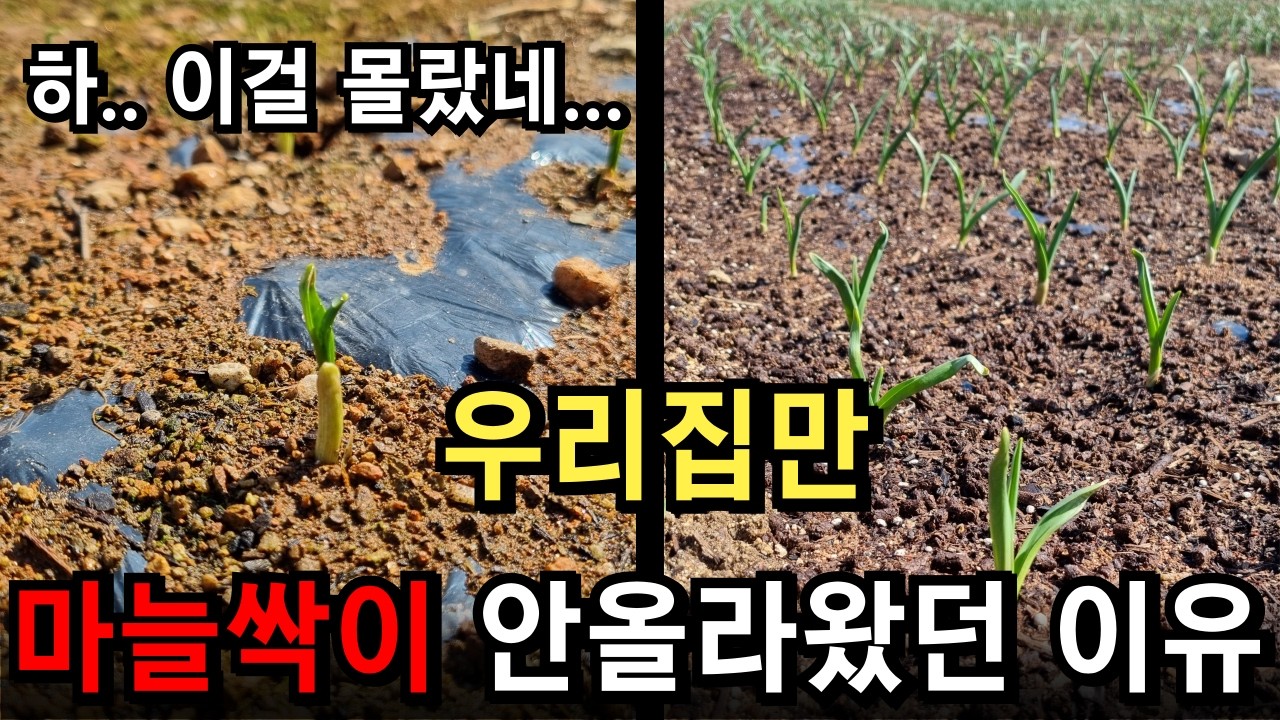 우리집 마늘만 싹이 올라오지 않는 이유. 지금은 00해야 합니다