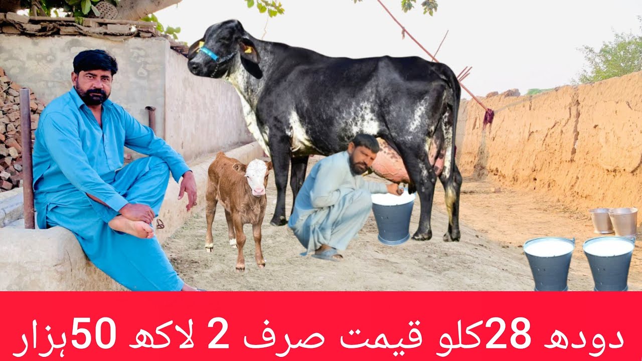 Cholistani friesian cross cow | cholistani jersey cross cow | cow for sale new video | cow for sale