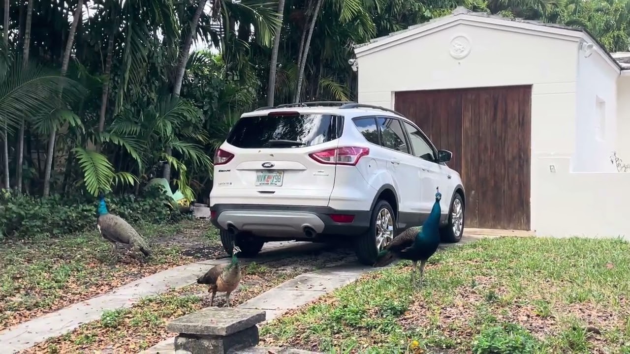 Miami-Belle Meade-Wild Peacocks