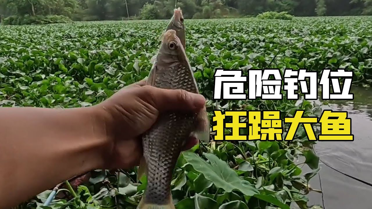 野釣水草危險釣位！洞中爆桿大魚上鉤，魚情狂躁到難以置信！