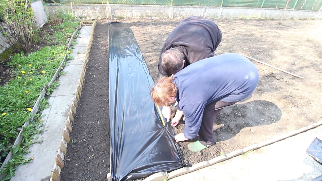 Installation de la bâche + Plantation de fraises