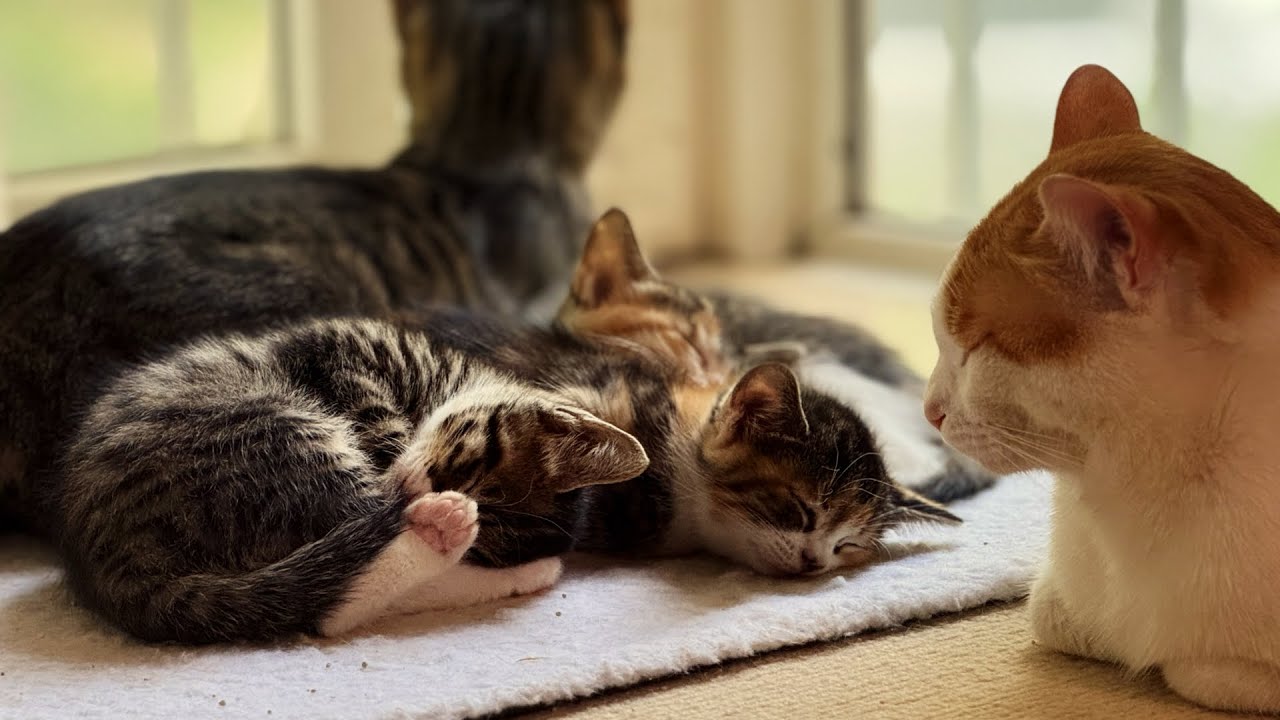 Cat's family defense battle