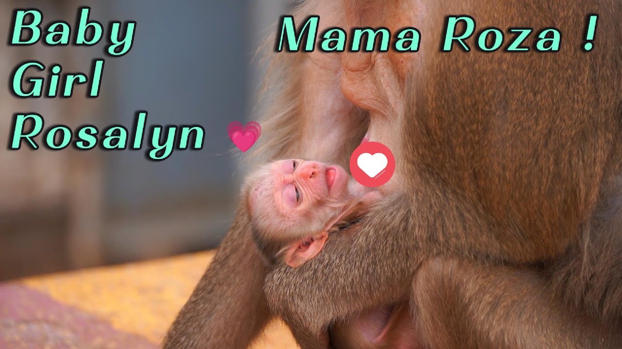 🔴Mama Monkey Roza & Baby Girl Rosalyn 🐒💗 | 2-Day-Old Newborn Update Full of Love