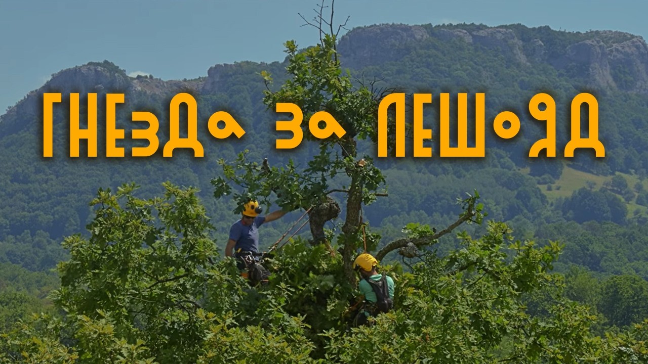Изграждане на Гнезда за Черен Лешояд от Арбористи