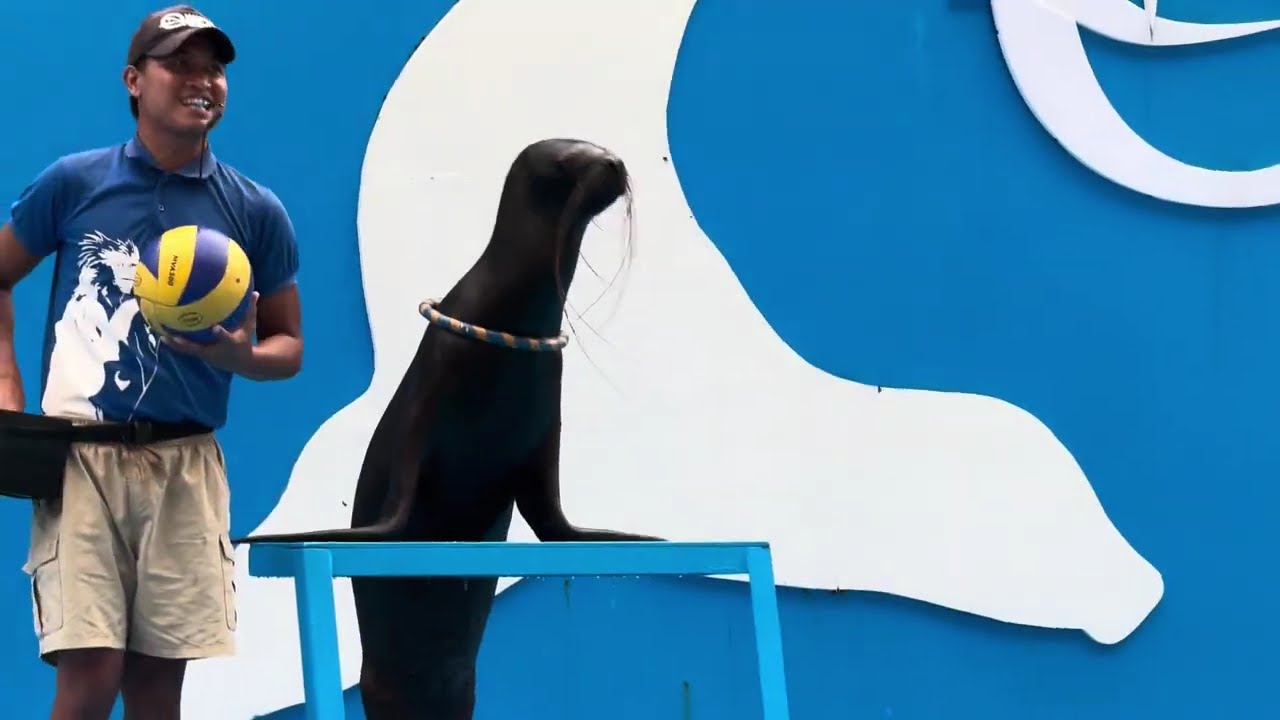 Dolphin show sa Ocean park.