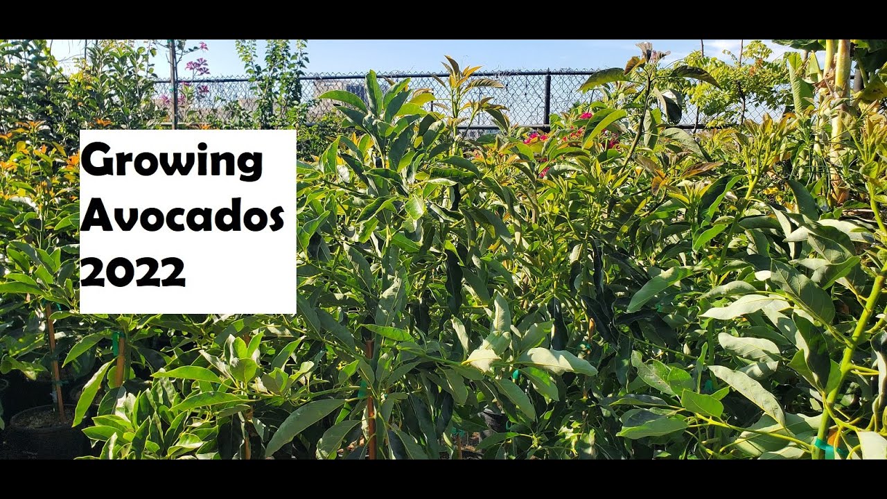 Growing Avocados 2022