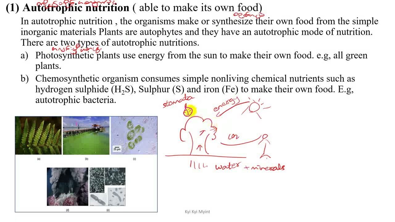 Grade 10 Chapter 4 Autotrophic nutrition
