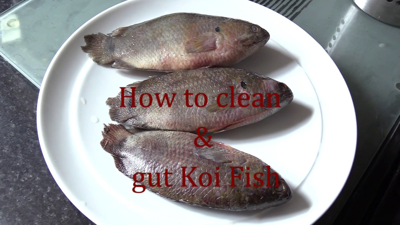 How to clean & prepare Bengali  Koi Fish for cooking