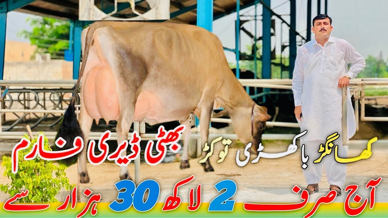 Bhatti Dairy Farm | Jersey cow And HF American cows in Sargodha 