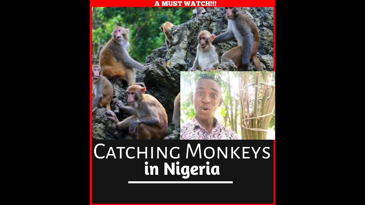 How To Hunt And Catch A Monkey In Nigeria!!! My adventure part 1