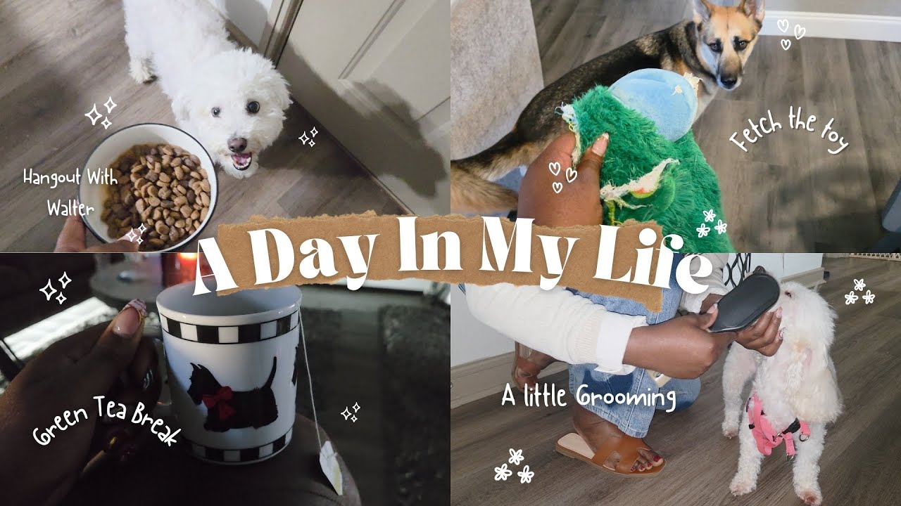 A day in my life with 3 dogs