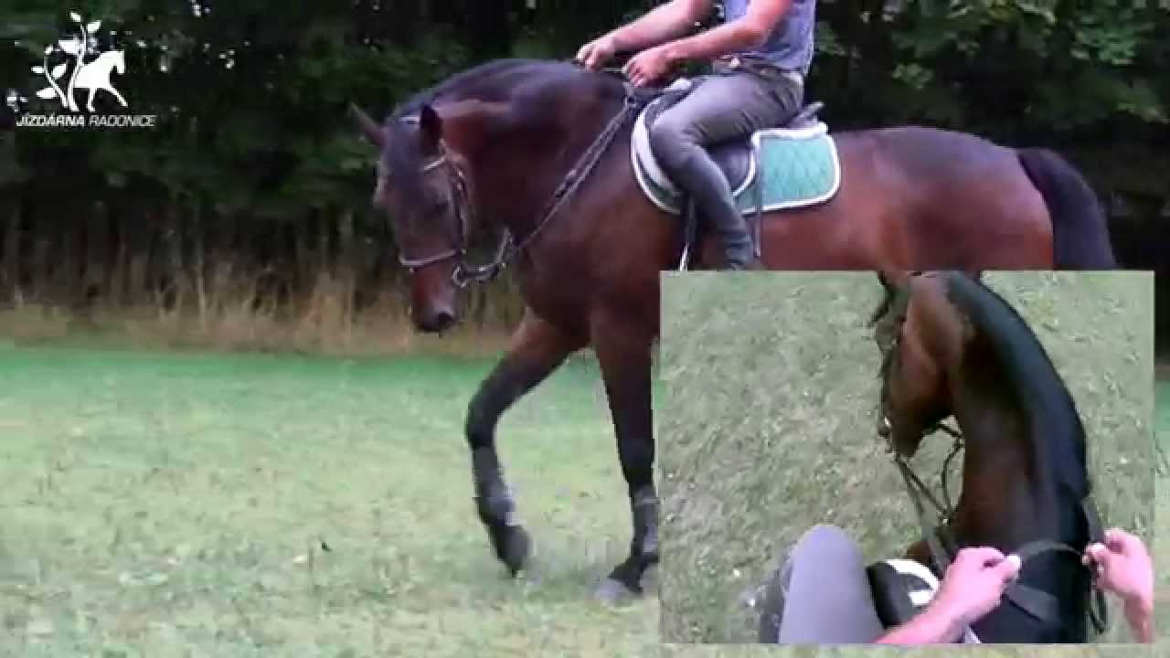 VIDEO základní principy uvolnění koně