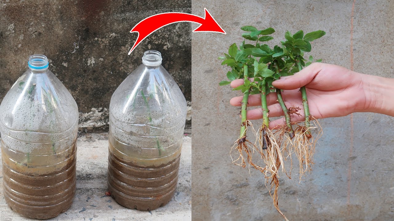 How to Grow Roses from Cuttings in plastic bottles for beginners