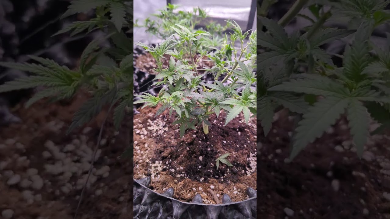 Day 50 Grownig Strawberry Lemonade 🤓🤙 #reggae #grow #420 #cannabisdaily #weedgrower #shorts #fyp