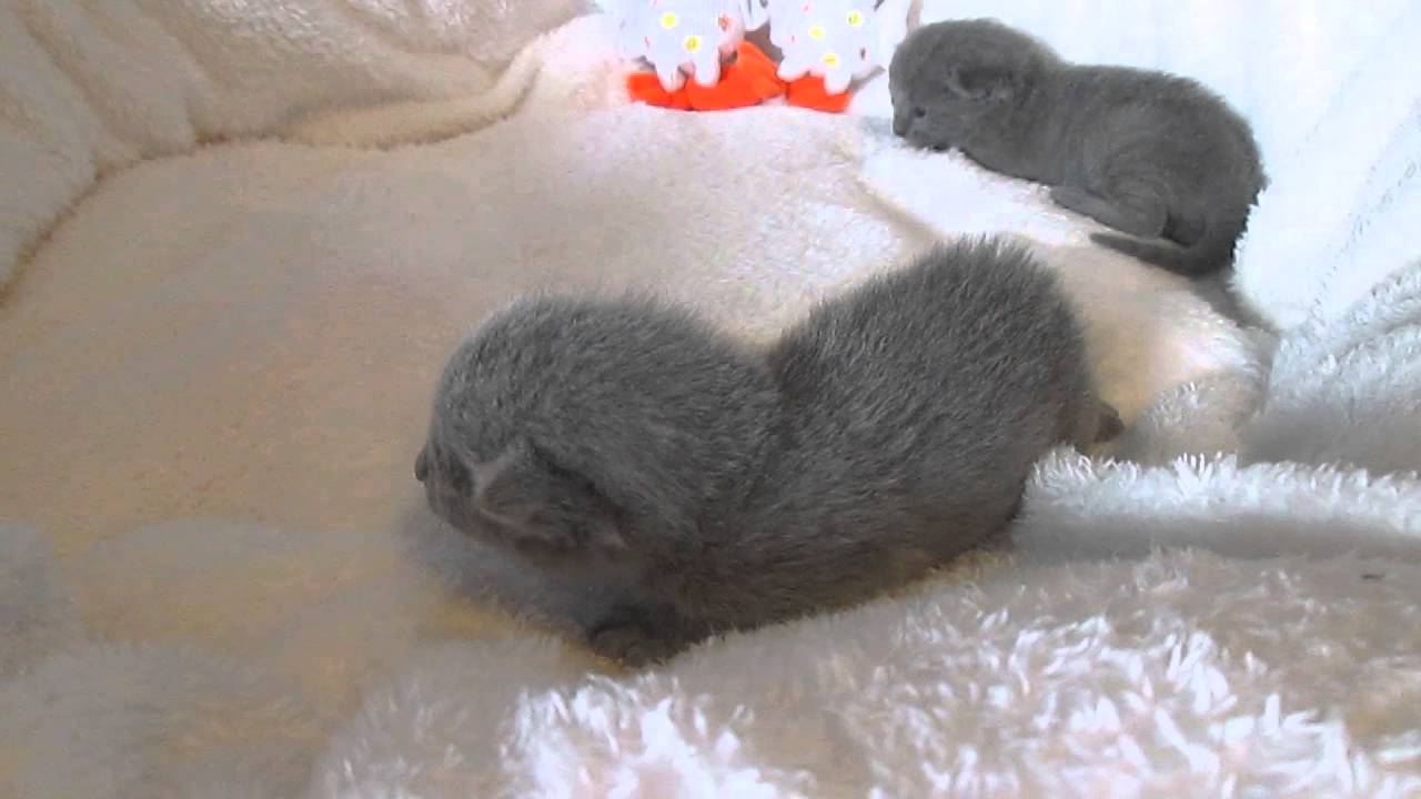 Bleu Russe Chatons de Hysope et Balkan  le 22 02 2014 046