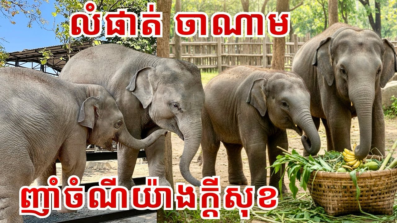 Happy Mealtime for Baby Elephants | Lumphat & Chanam Enjoy Feeding Together