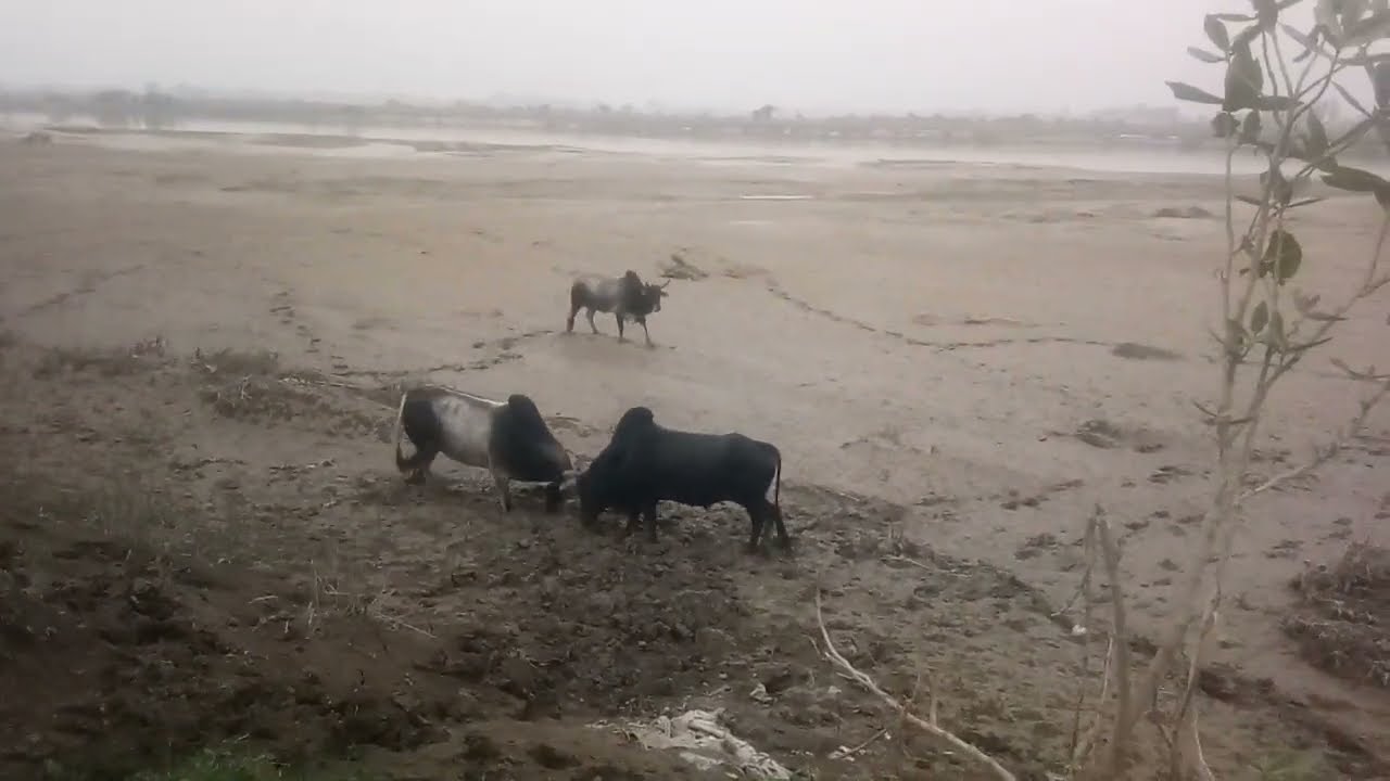 Sand Ki Ladai 3 sand ki bikat ladai