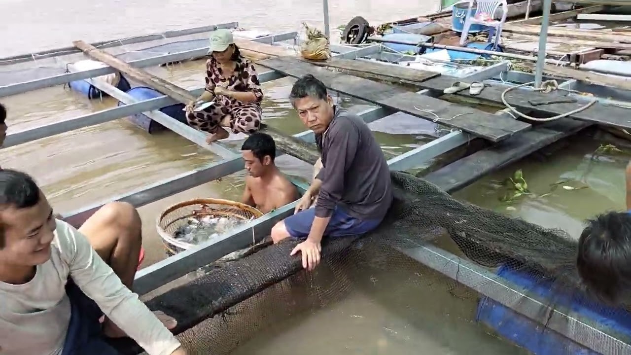 Bắt cá 🐟 giống tại lòng xuống ghe trời buổi sáng rất là đẹp 