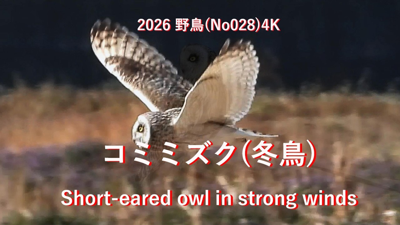 2026 コミミズク(冬鳥)4K(No028)Short-eared owl in strong winds#野鳥