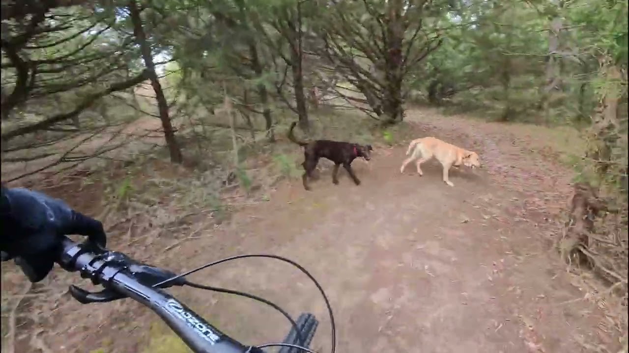 Huckleberry and Koda at Branched Oak