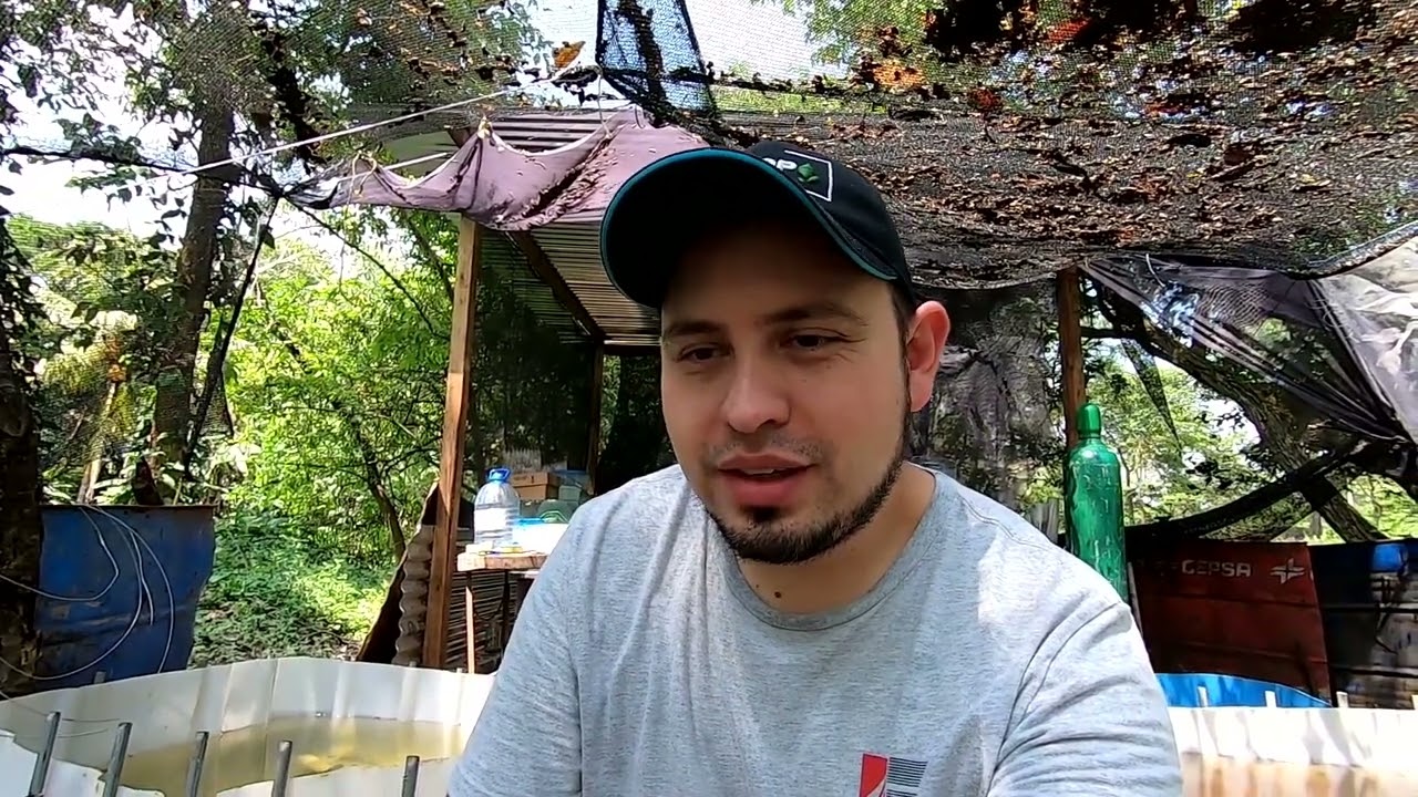 Secretos de la daphnia por David Rodriguez de Guatemala - Gente Betta Venezuela