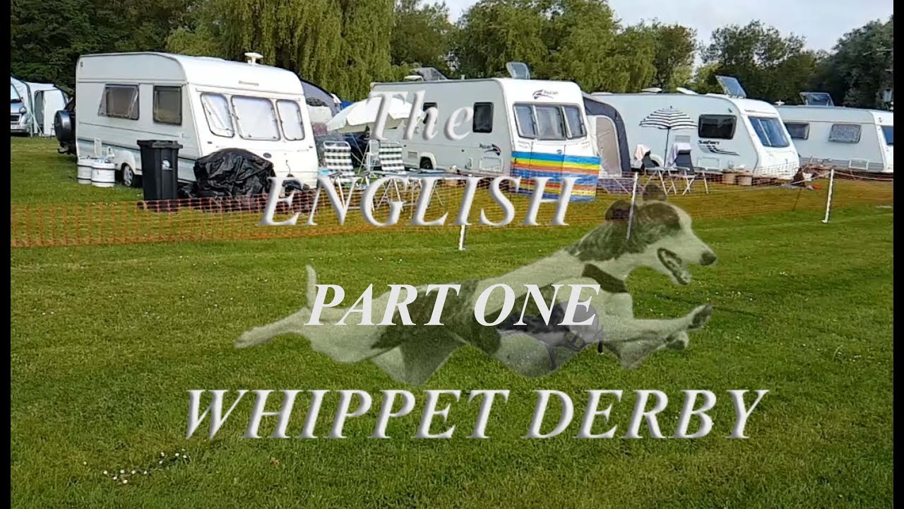 English Whippet Derby 2018 Day 2 (part one) - Fordingbridge