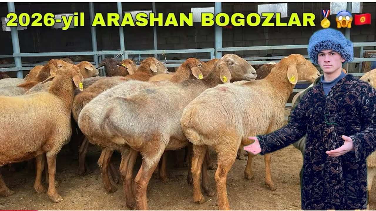 4 MLYON DAN BÒGOZ SOVLIQLAR KELDI BARA QOZLA ARASHAN SOVLIQLAR KEGAN#rek