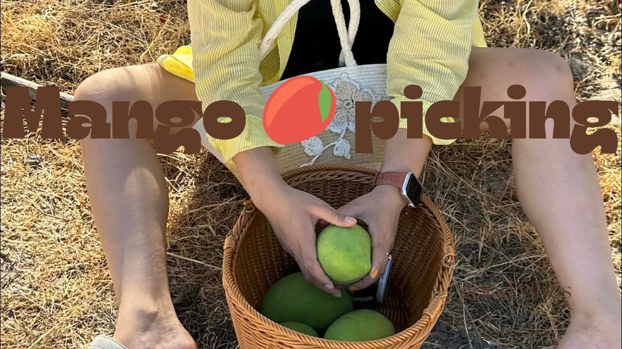 Mango hunting mode: ON 😄🥭