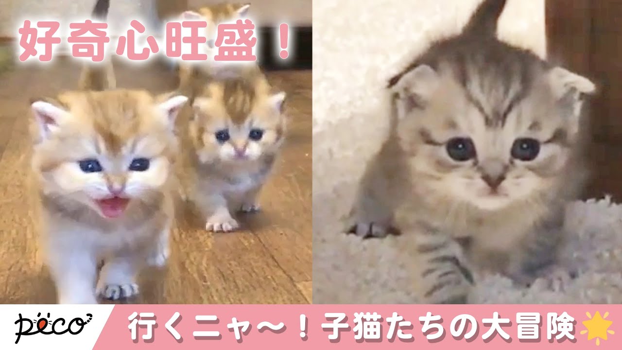 みんな〜！行くよ〜！🐱 好奇心旺盛な子猫達の大冒険✨ 【PECO TV】