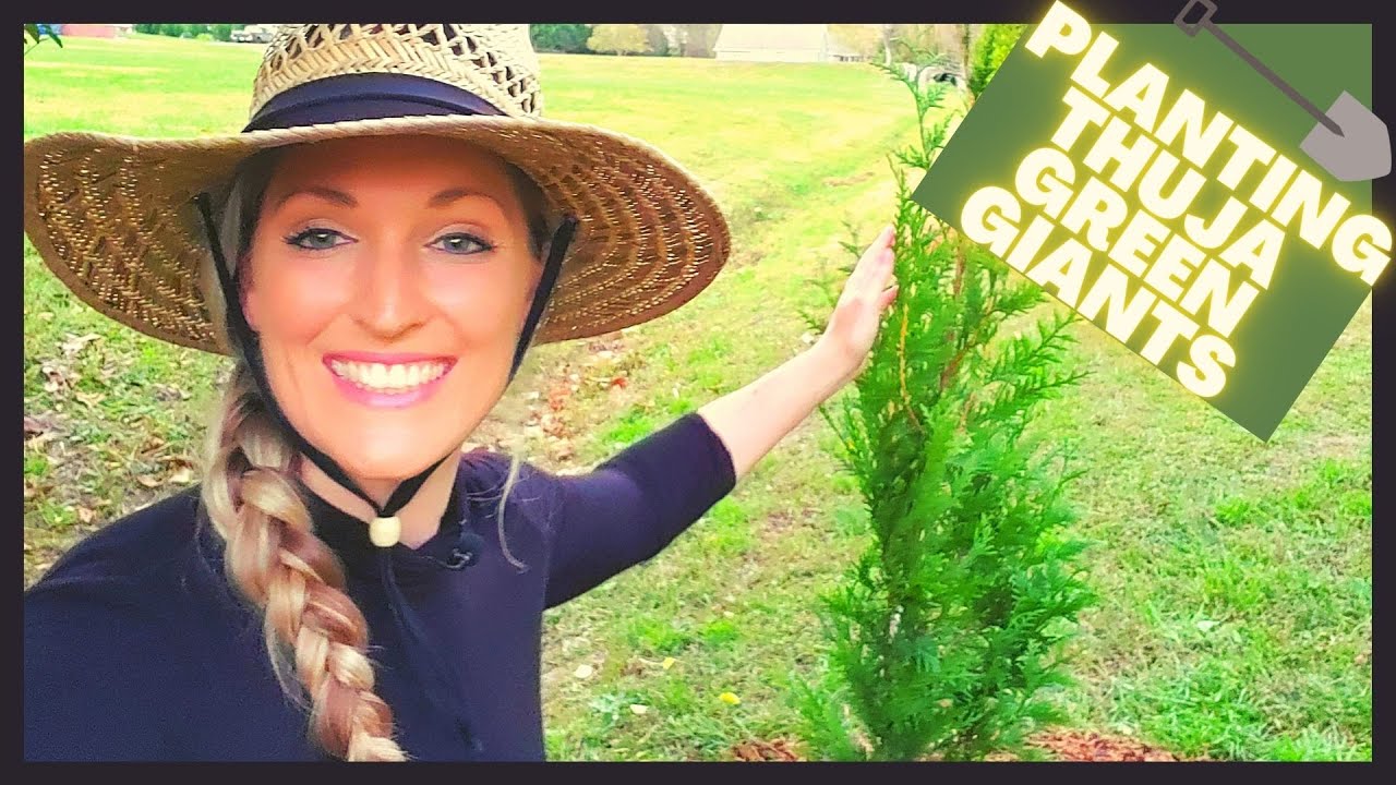Как посадить тую зелёную (Giant Arborvitae) | Privacy Hedge