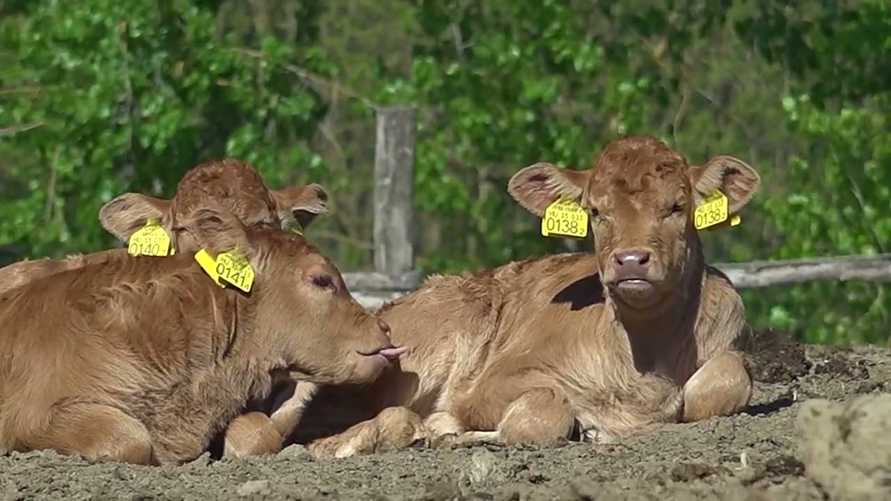 TÉLENNYÁRON TOLNAI s