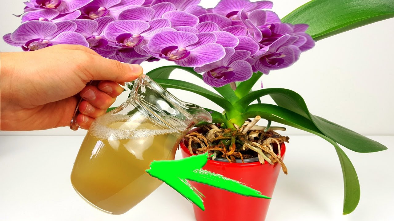 Logra una Floraci&oacute;n Impresionante con este abono Gratis y F&aacute;cil de hacer.