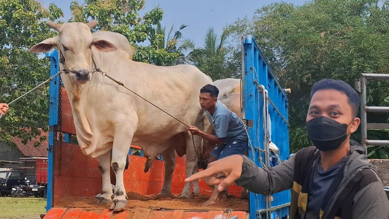 KUMPULAN SAPI PO TURUN DARI TRUK KONTES TERNAK KEBUMEN 2025