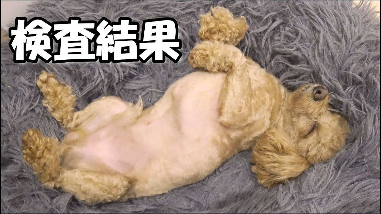 愛犬が吐血嘔吐をした原因がわかりました【検査結果】