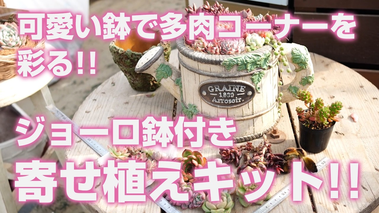 【多肉植物】可愛い鉢で多肉コーナーを彩る!!ジョーロ鉢付き 寄せ植えキット!!【succulent】トロピカルガーデン