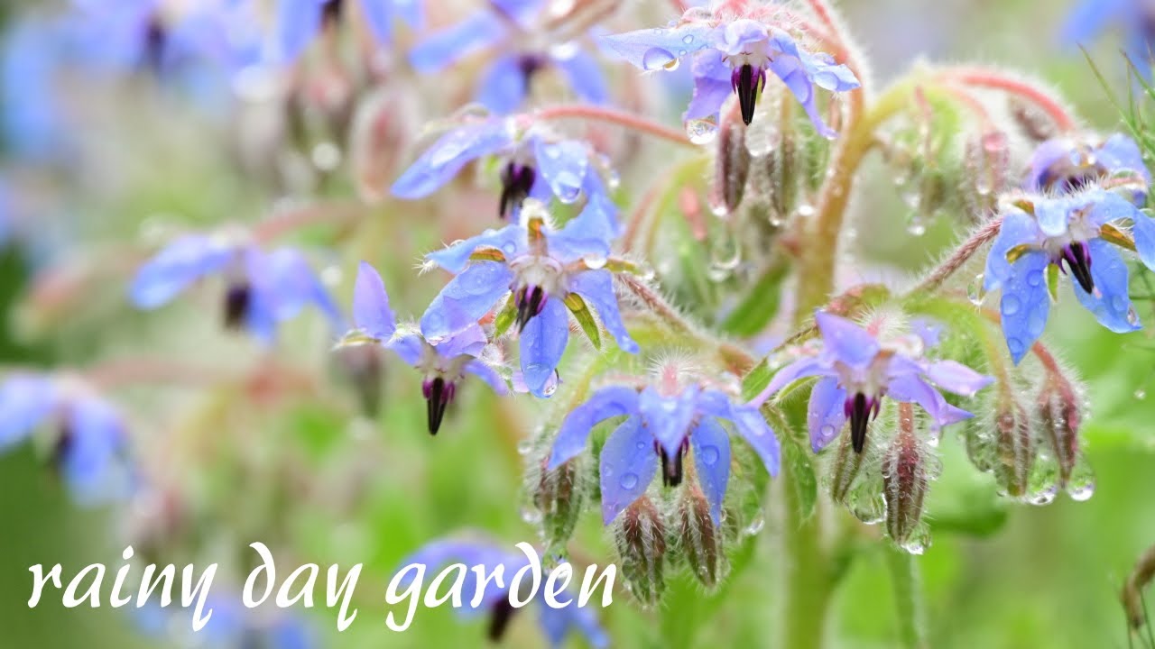 雨の日の庭　千の風になって　rainy day garden