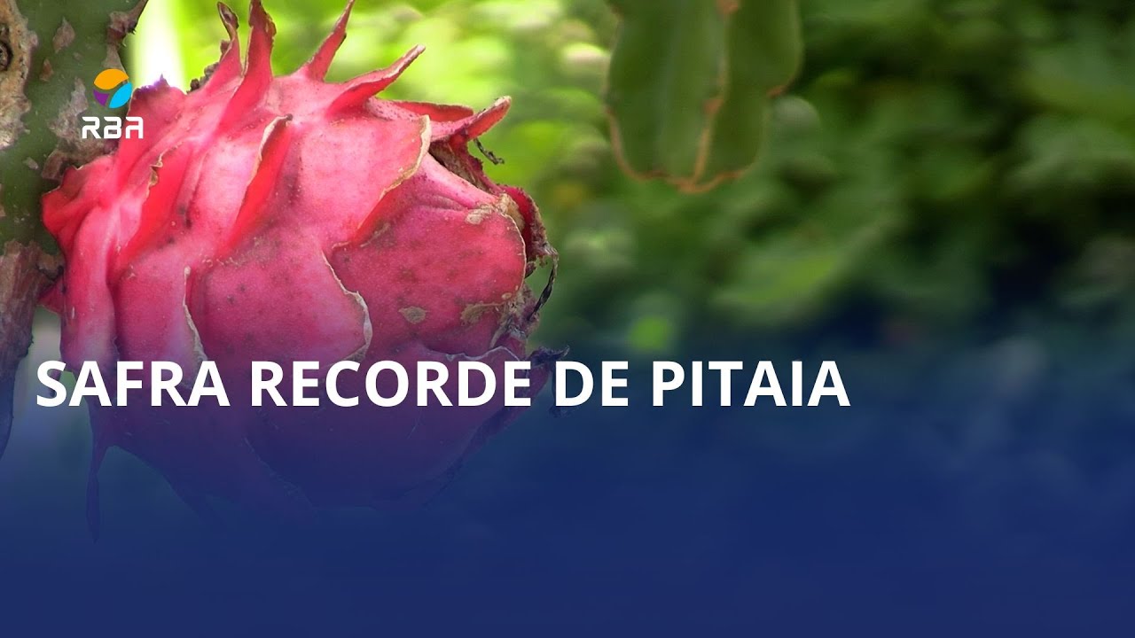 Epagri estima safra recorde de pitaia