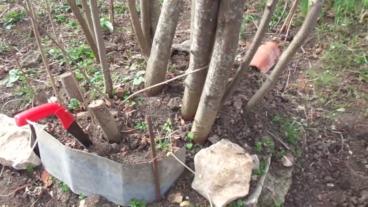Обрезка фундука. Орехи 