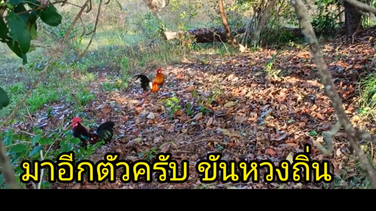 ต่อไก่ป่า ep53 ขันเเค่5นาที หมายสุ่มเจอเจ้าถิ่น2ตัวไก่ป่าสวยมาก#ธรรมชาติ#เดินป่า #มาเเรงอันดับ1