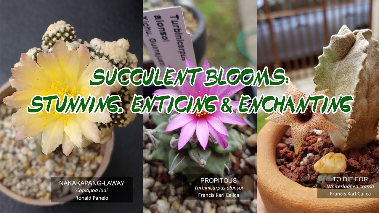 Succulent Blooms - Photo Collection of Filipino Collectors