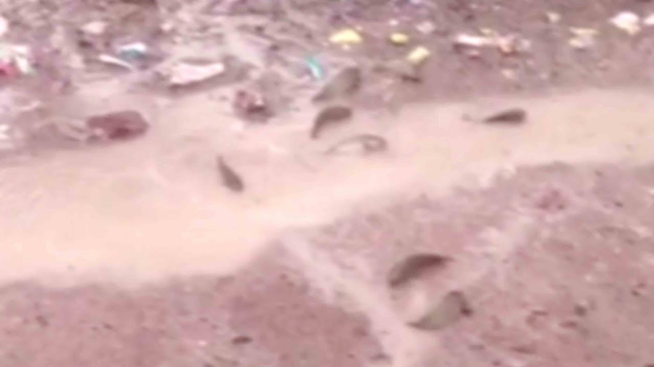 Indian villagers witness rare 'fish rain' as Cyclone Phethai makes landfall