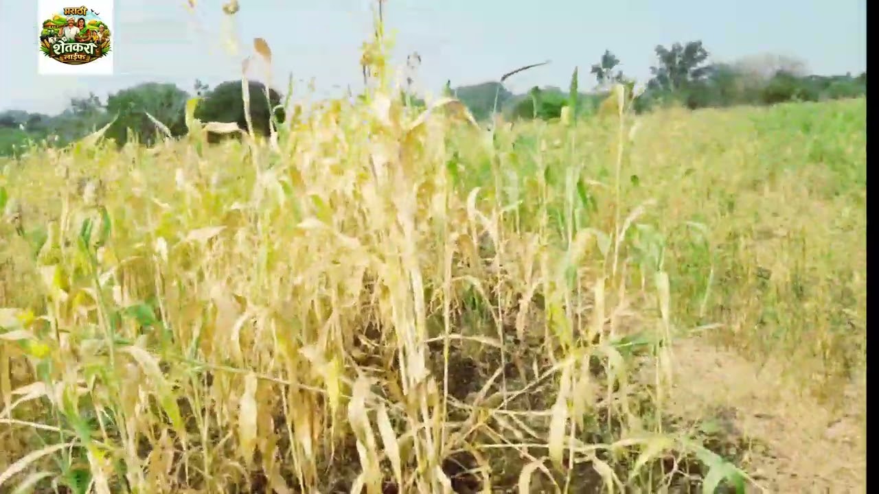 🌾 | Marathi Shetkari Life Ep.1😍 | Real Village Life Vlog