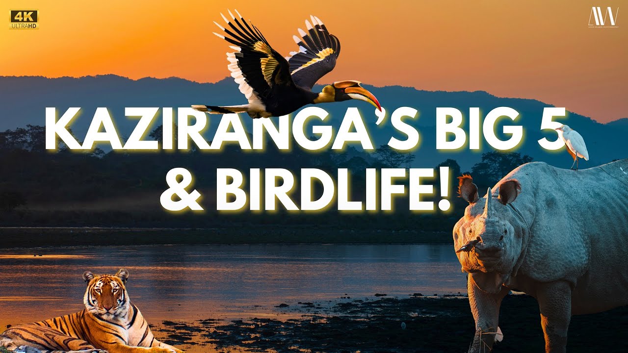 Kaziranga’s Big 5: Majestic Mammals & Spectacular Birds Unveiled | Wildlife Photography | 4K Vlog