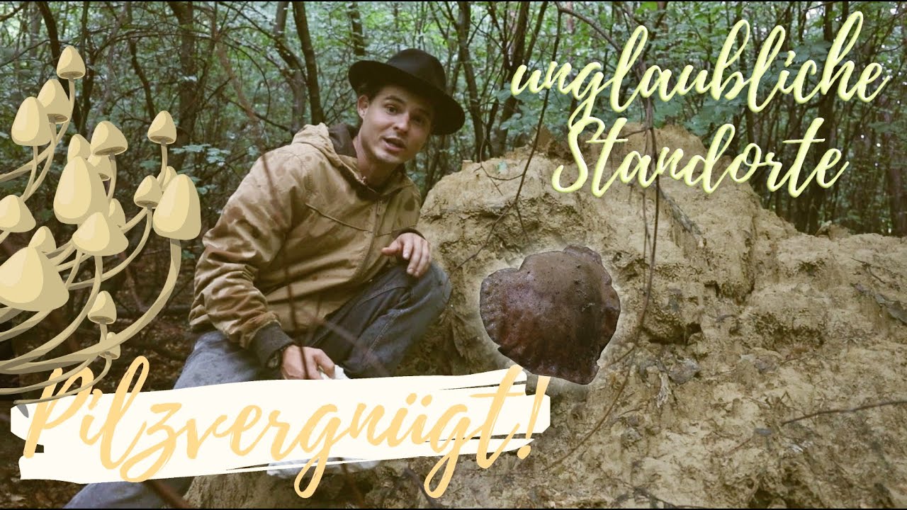 Wo wachsen Steinpilze? 🌿🍁 Die besten Standorte erkennen und vieles Mehr 💡