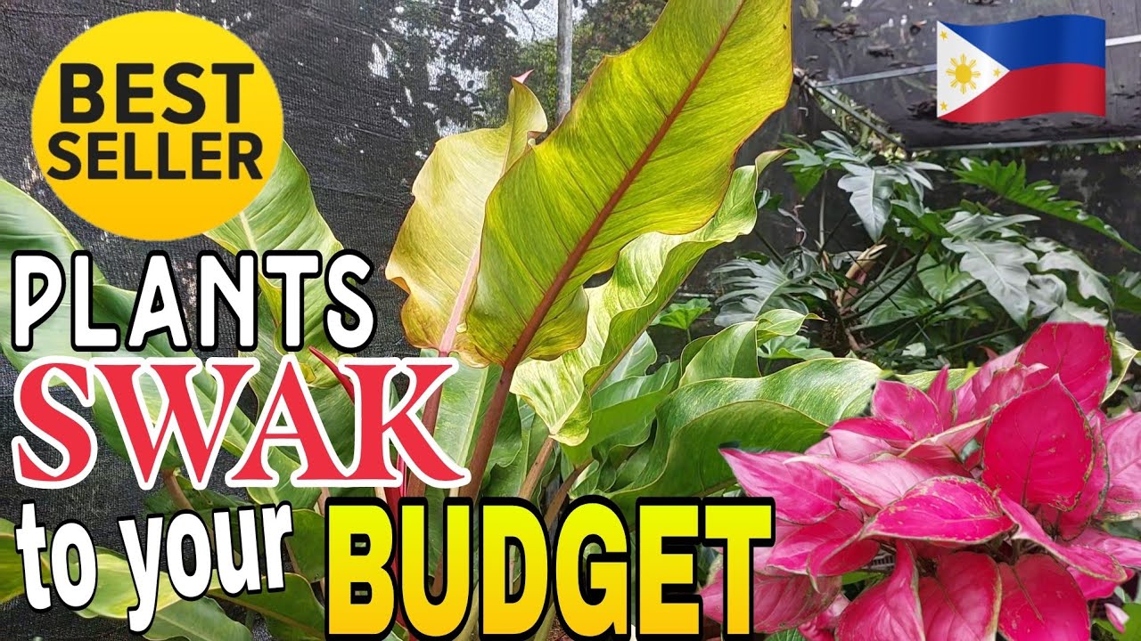 GARDEN TOUR || GIANT PLANTS ( NEDA'S GARDEN ) #plants #garden #sale #vlog 