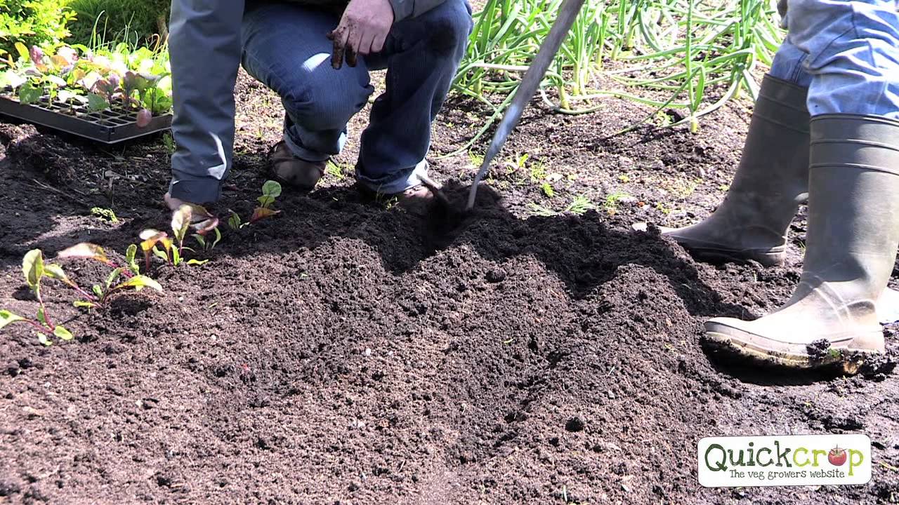 How To Grow Beetroot
