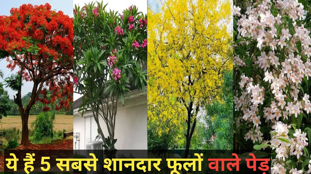 दूर से ही दिखेंगे 5 सबसे खुबसूरत फूलों वाले पेड़  : 5 best flowering tree