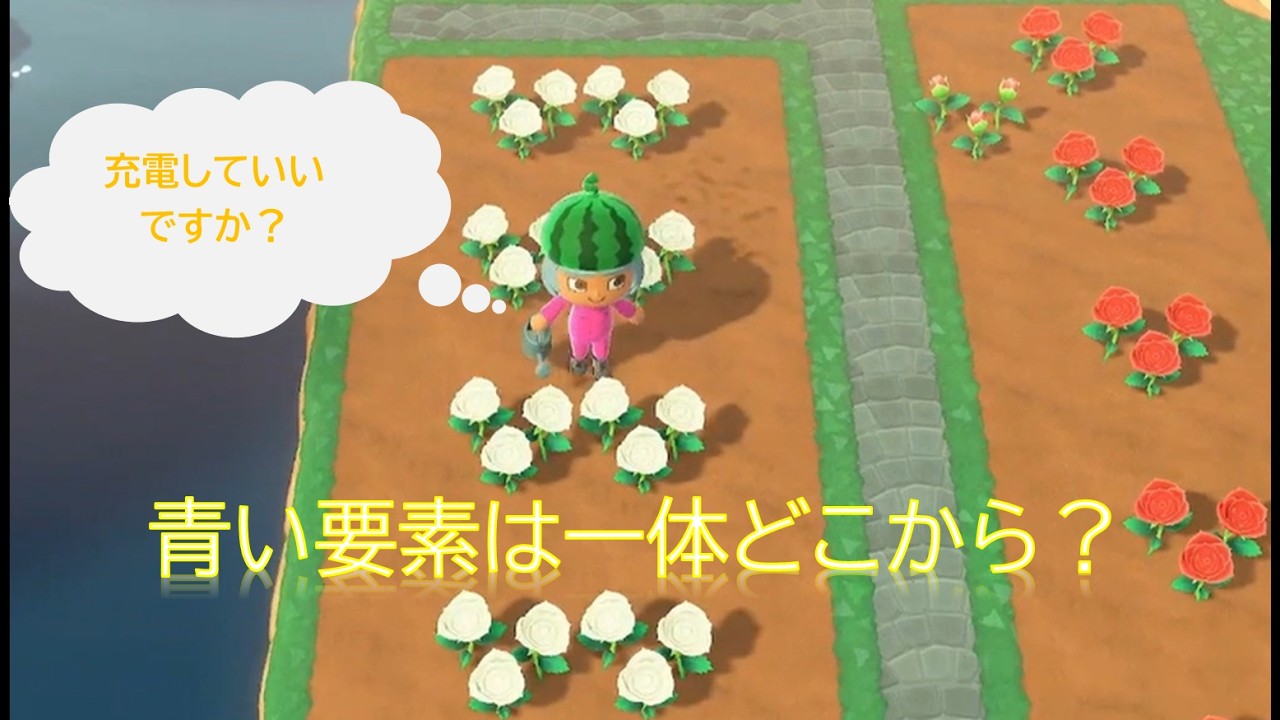 あつもり青バラ実験前編　咲かぬなら咲かせてみよう青いバラ