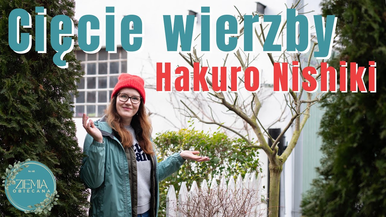Cięcie wierzby HAKURO NISHIKI