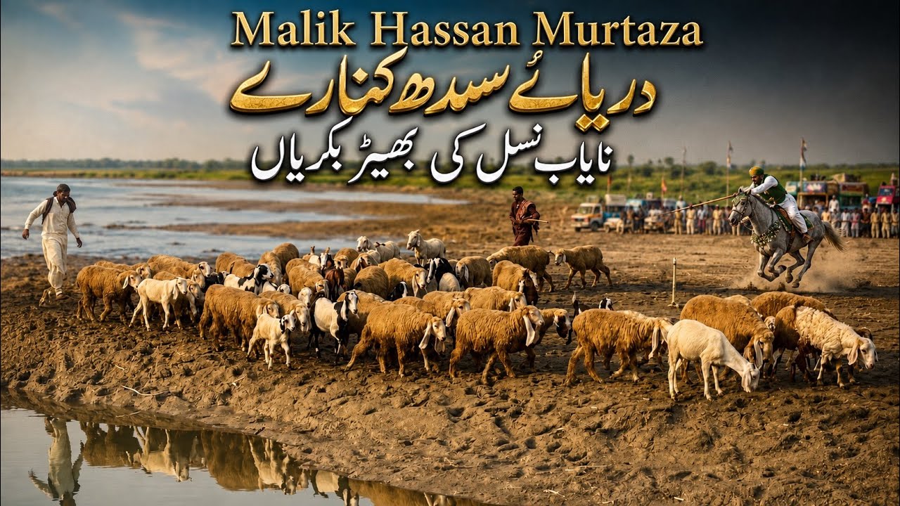 Sheep and goats in indus valley